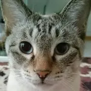 ヨウコ