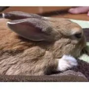 グリーンアップルの画像