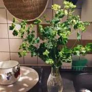 なっぱの画像