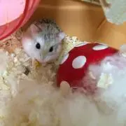 綾太郎の画像