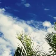 はなの画像