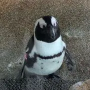ぶんちゃんの画像