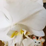 komaの画像