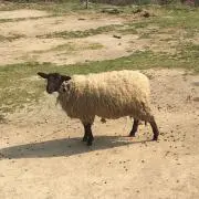 むぎごはん