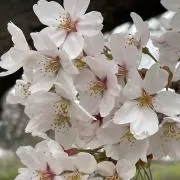 ななの画像
