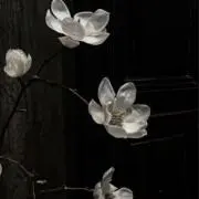 ふらの画像