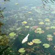 yo-kanの画像