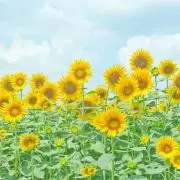 ちぃ