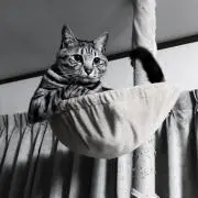 コースケ