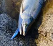 Willow_Fishingの画像