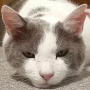 ねこちゃん大魔王★お値下はしておりませんの画像