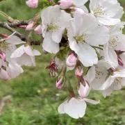 さくらの画像