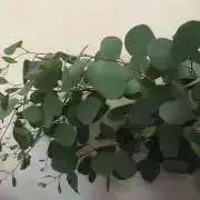 cocotプロフ見てね☘️の画像
