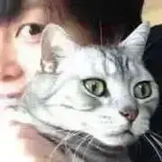 SENTASTIC!の画像