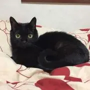 yuzuの画像