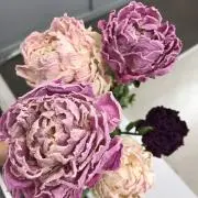 Emaの画像