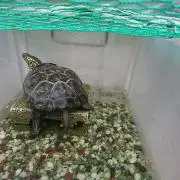 まーくんの画像