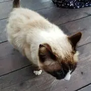 まいまいの画像