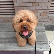 ☆アトム☆の画像