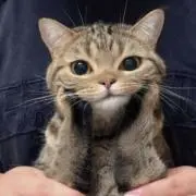 あみ