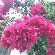 fleurfleurの画像