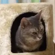 るる子
