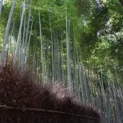 sayuの画像