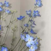 もち