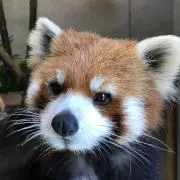 なずなの画像