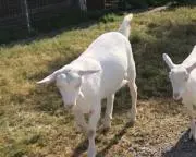 あきら