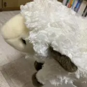子羊の画像