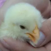 Kenの画像