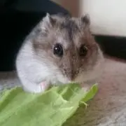 ころちゃんの画像