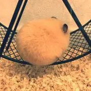 バビ子