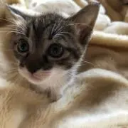 しぃーの画像