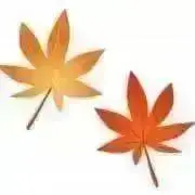 紅葉　土日祝日発送不可ですの画像