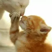 にゃん
