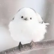 riiiの画像