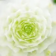 Kaorin