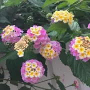 hanaの画像