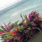 Mocaca
