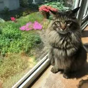 ねこねこさん(=゜ω゜)ノの画像