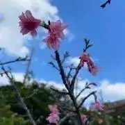 SAKURA1222(プロフ必読‼︎)の画像
