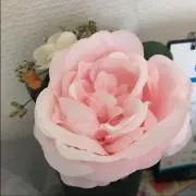 Jasmine