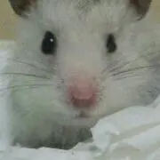 ぶんた