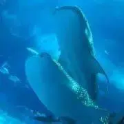 TAKANAWAの画像