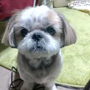 ゆかりんの画像