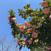 FUJINの画像