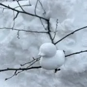 Cocoaの画像