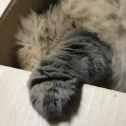 刹那の画像